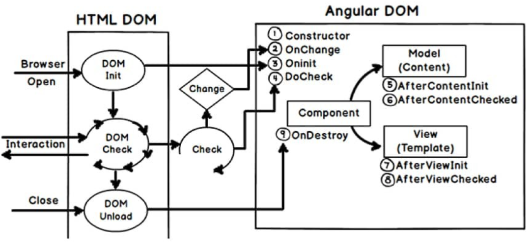 Cycle de vie angular